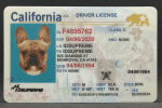 California Fake ID
